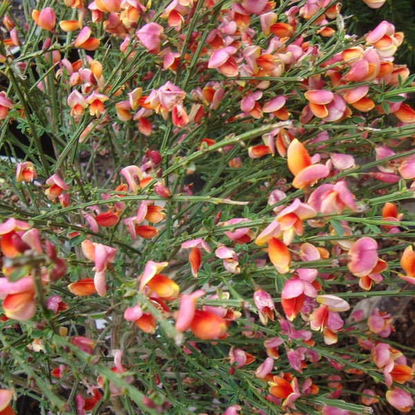 Ginsterpflanze mit kleinen Blüten