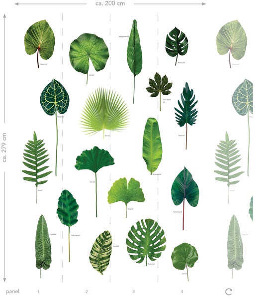 Abbildung verschiedener Blattarten mit Größenangabe.