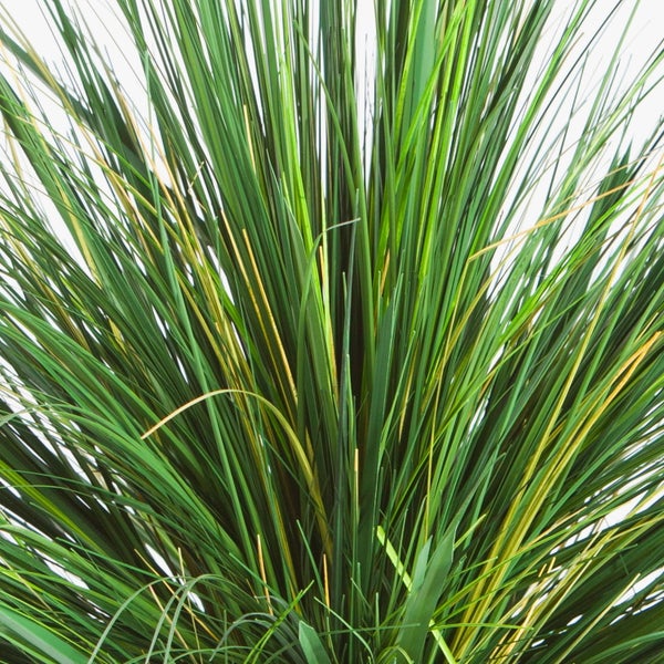 Detailansicht von langen, schmalen, grün-gelben Blättern eines Ziergrases.