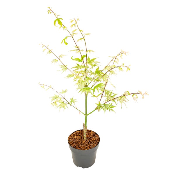 Bloomique - Acer Palmatum 'Ukigumo' - Japanischer Ahorn - Gartenpflanzen - Winterhart - ⌀13 cm - 25-35 cm