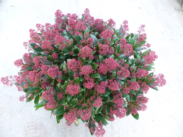 Skimmie japonica mit dichten grünen Blättern und zahlreichen rosa Blütenknospen.