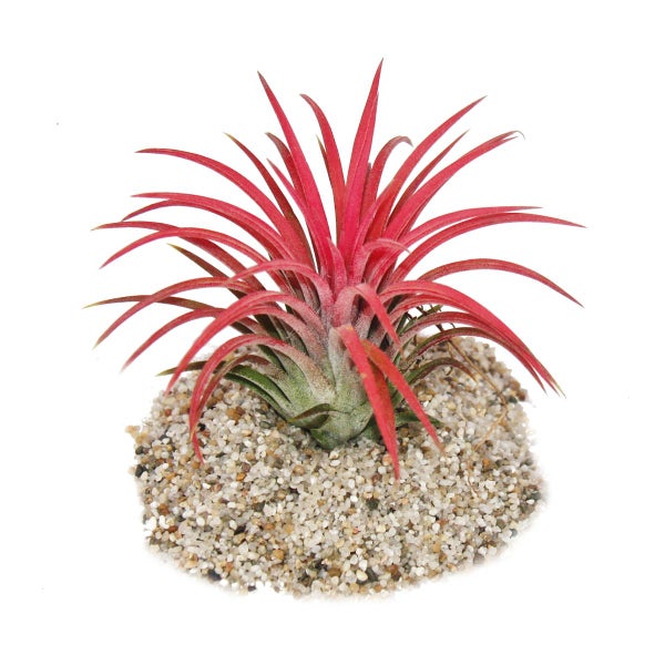 Tillandsia ionantha Fire - intensive rote Farbe