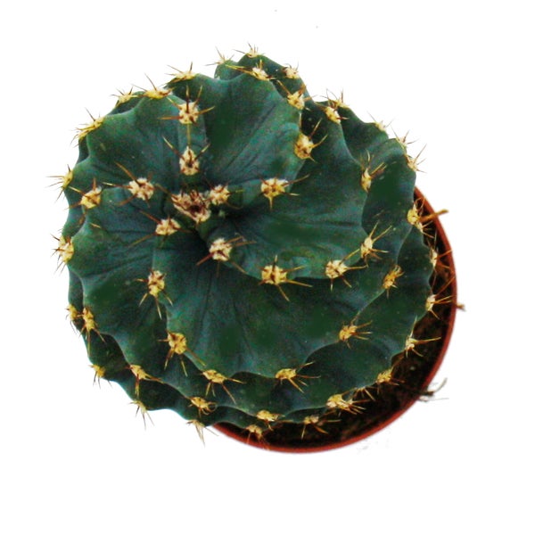 Cereus jamacaru Spiralis - Spiralkaktus im Mini-Format - im 6,5cm Topf