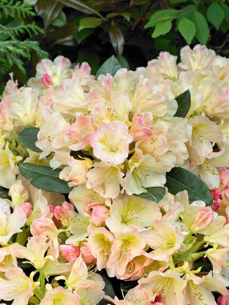 Rhododendron yakushimanum 'Percy Wiseman', rosa-weiß, 30–40 cm