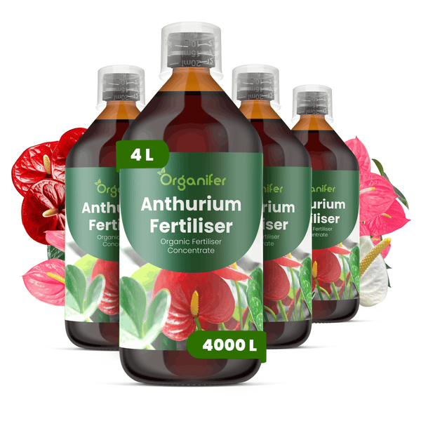 Vier Flaschen Organifer Anthurium Dünger, organisches Düngerkonzentrat, insgesamt 4 Liter für circa 4000 Liter Gießwasser.