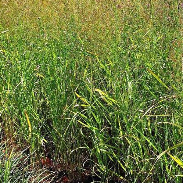 Hohes Gras im Garten