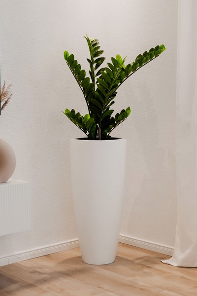 Hoher weißer konischer Pflanzkübel mit einer Zamioculcas zamiifolia Zimmerpflanze in einem hellen modern eingerichteten Raum.
