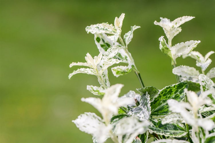 Im Bild ist eine Pflanze mit grün-weiss panaschierten Blättern zu sehen.