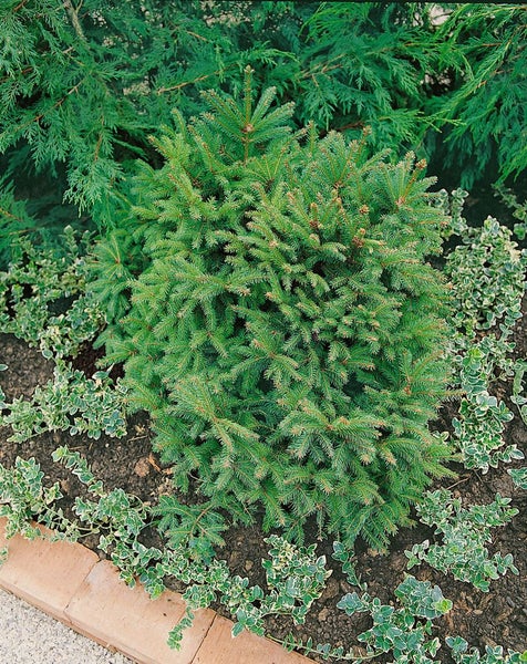 Kissenförmige Zwergfichte im Gartenbeet