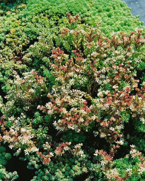 Sedum lydium, Teppichsedum, ca. 9x9 cm Topf, pflegeleicht