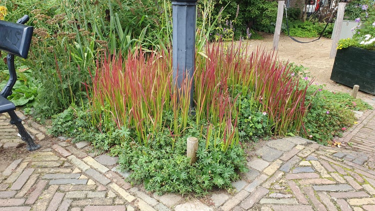 Japanisches Blutgras Red Baron mit rot-grünen Halmen in einem Gartenbeet um einen dunklen Pfosten umgeben von Bodendeckern und Steinpflaster.