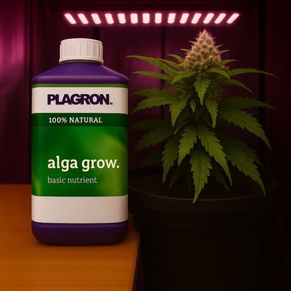 Plagron Alga Grow Basisdünger neben Cannabispflanze unter Pflanzenlampe