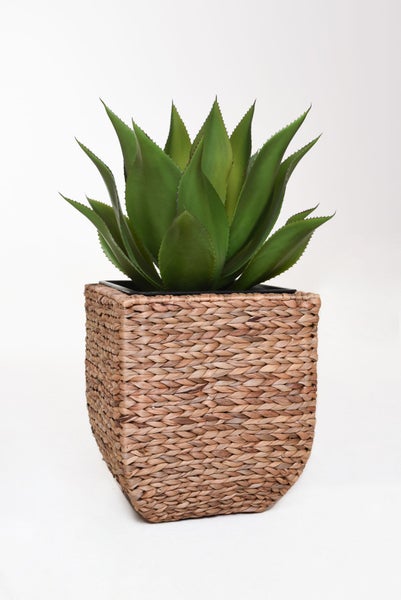Künstliche Agave in einem geflochtenen quadratischen Korb aus Naturmaterial.