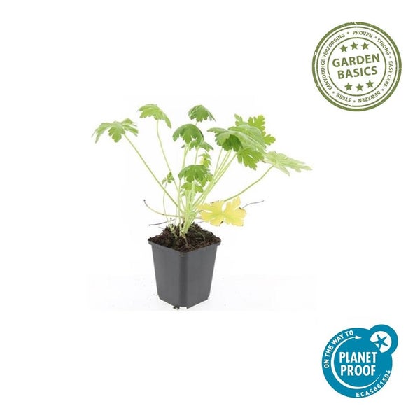 Bodendecker - Felsen-Storchschnabel - Geranium macrorrhizum 'Spessart' - 9cm Topf - Set mit 40 Pflanzen