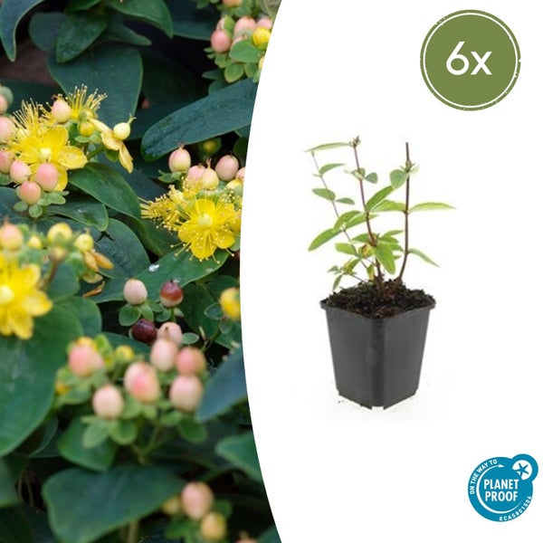 Hypericum-Pflanzen im 6er-Pack, blühend mit Beeren in Töpfen, On the way to PlanetProof zertifiziert.