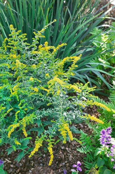 Solidago rugosa 'Fireworks', Goldrute, leuchtend gelb, ca. 9x9 cm Topf