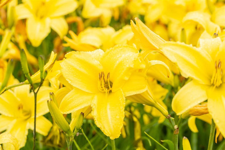 Hemerocallis x cult. 'Lemon Bells', Taglilie, gelb, ca. 11x11 cm Topf