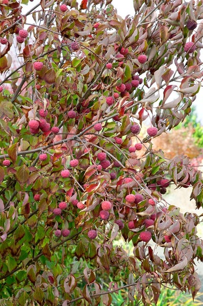 Cornus kousa chinensis 'China Girl', Chinesischer Blumen-Hartriegel, 60–80 cm
