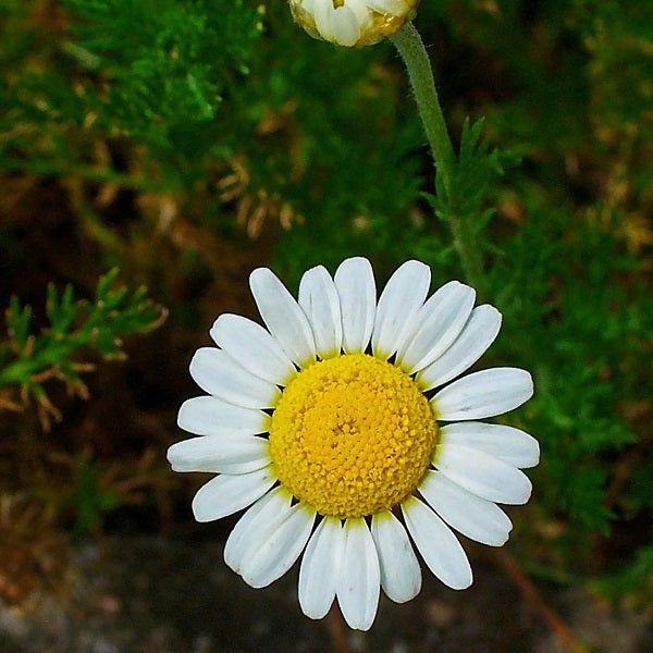 Nahaufnahme einer Margeritenblume im Garten