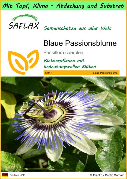 SAFLAX Garden to go - Blaue Passionsblume - Passiflora caerulea - 25 Samen - Mit Topf, Klima - Deckel und Anzuchtsubstrat