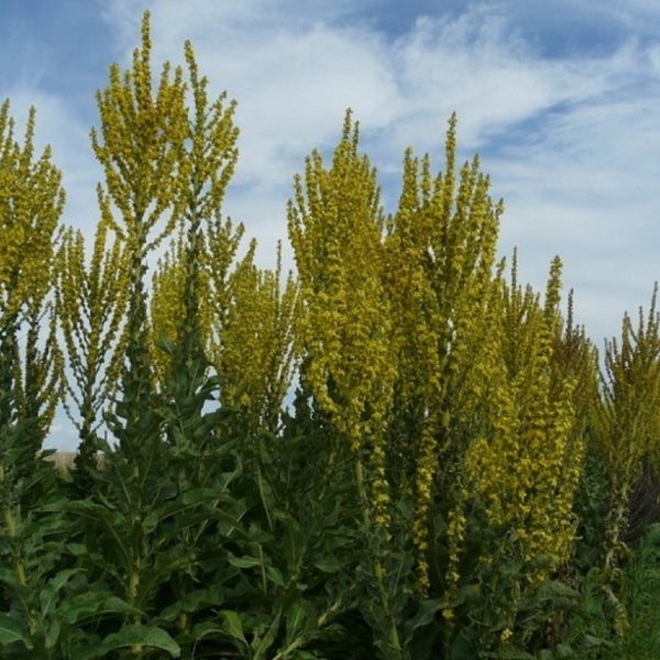 Königskerzen im Gartenbeet