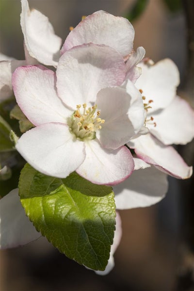 Malus 'Goldparmäne', Apfelbaum, 150–200 cm, aromatisch