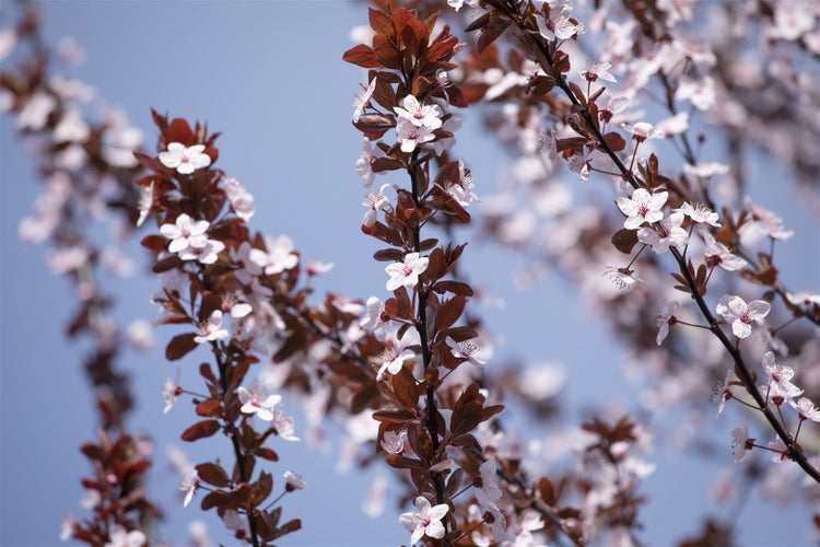 Prunus cerasifera 'Nigra', Blutpflaume, dunkelrot, 100–125 cm