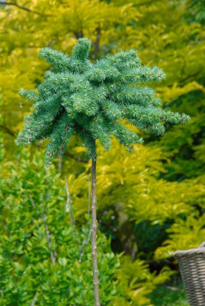 Larix kaempferi, Japanische Lärche, 80–100 cm