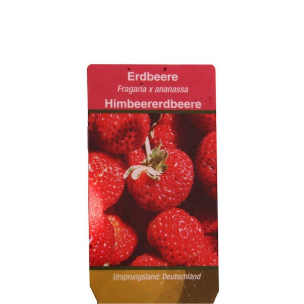 Himbeer-Erdbeere - Set mit 3 Pflanzen - Fragaria - Ausgefallene Sorte für Liebhaber des Besonderen