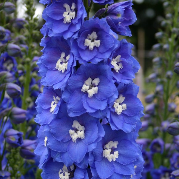 Nahaufnahme einer blauen Ritterspornblüte