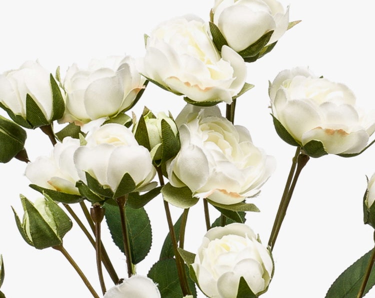 Japanischer Sagopalm Cycas revoluta mit braunem Stamm und grünen Wedeln im schwarzen Kunststofftopf.