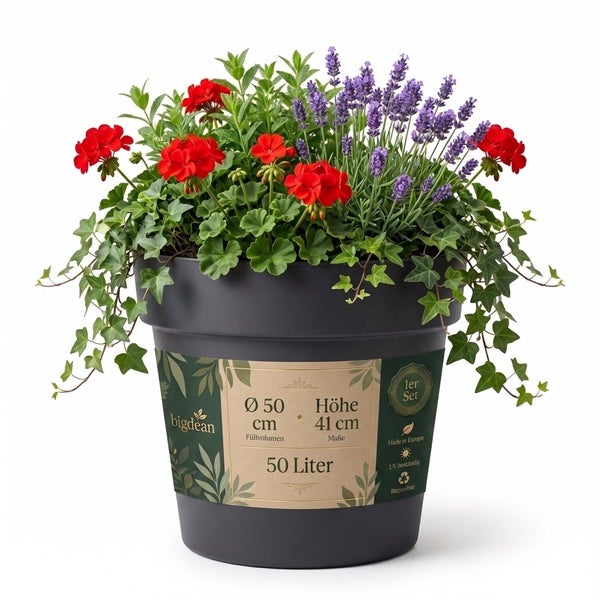 Runder Pflanztopf mit 50 Liter Volumen, Durchmesser 50 Zentimeter und Höhe 41 Zentimeter, bepflanzt mit Geranien, Lavendel und Efeu.