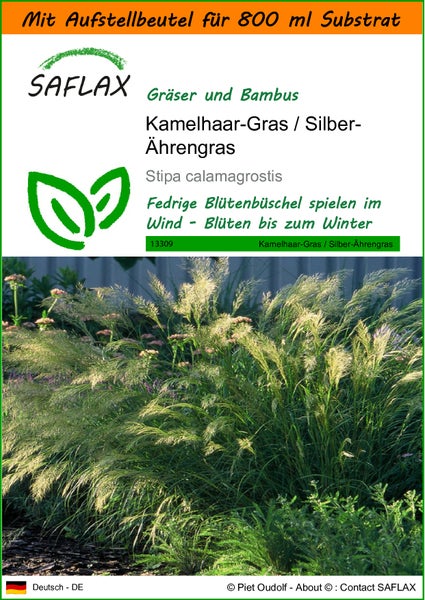 SAFLAX Garden in the bag - Kamelhaar-Gras / Silber-Ährengras - Stipa calamagrostis - 50 Samen - Mit Anzuchtsubstrat im praktischen, selbst aufstellenden Beutel