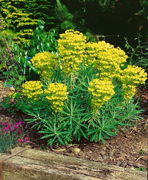 Euphorbia characias char.'Humpty Dumpty', Wolfsmilch, ca. 11x11 cm Topf