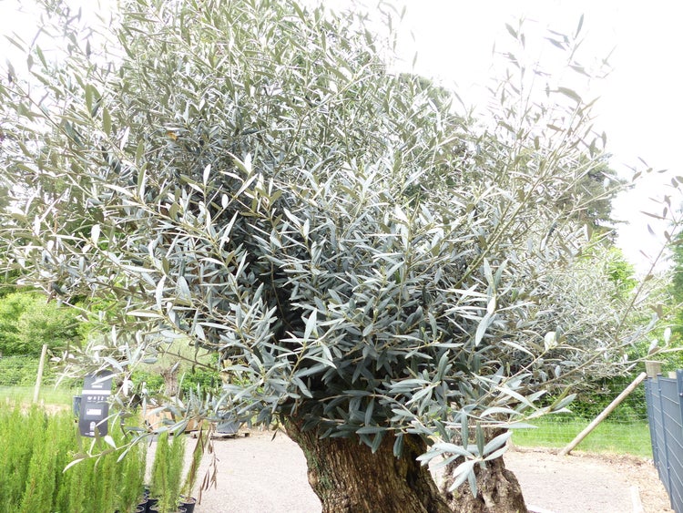 genau dieser Baum L11 Olivenbaum 225 cm, knorrige alte urige Olive winterhart