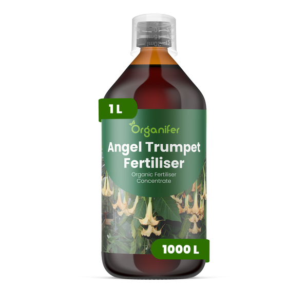 Vorher-Nachher-Vergleich einer Schlumbergera Zimmerpflanze nach Anwendung von Organifer Dünger mit gesundem Wachstum und Blüten. Organifer Logo.