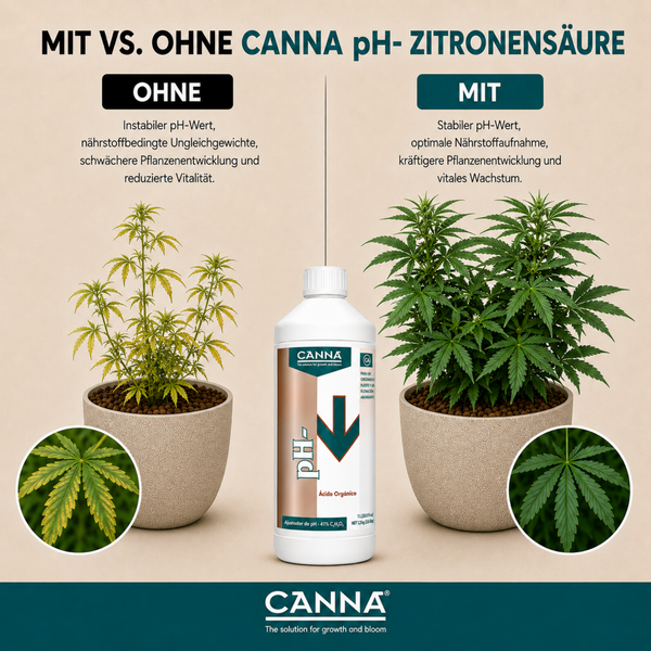 Vergleichsgrafik zur Wirkung von Canna pH Minus Zitronensäure auf das Pflanzenwachstum mit zwei Pflanzen im Topf und Produktflasche.