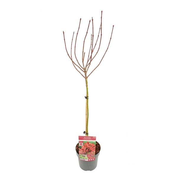 Bloomique - Acer palmatum Shaina - Fächerahorn auf Stamm - Gartenpflanzen - Baum - winterhart - 80-90 cm hoch - Topf 19 cm