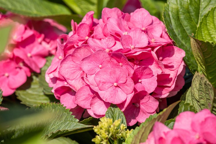 Hydrangea macrophylla 'Bouquet Rose', Hortensie, rosa, 60–80 cm