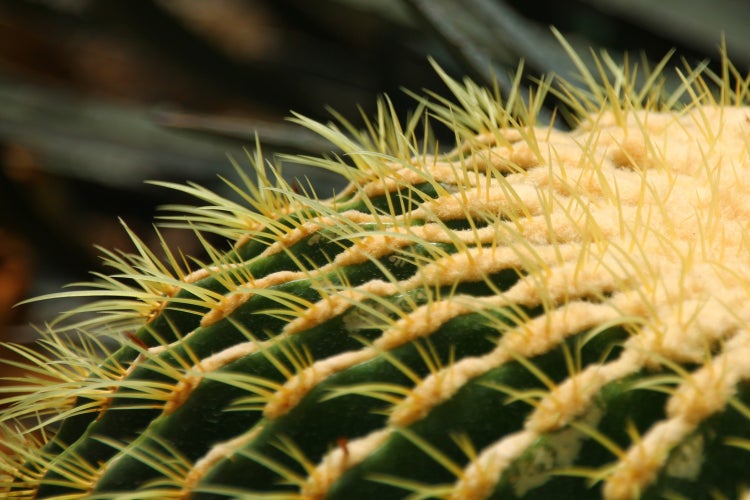 SAFLAX Garden to go - Schwiegermutterstuhl - Echinocactus grusonii - 40 Samen - Mit Topf, Klima - Deckel und Anzuchtsubstrat