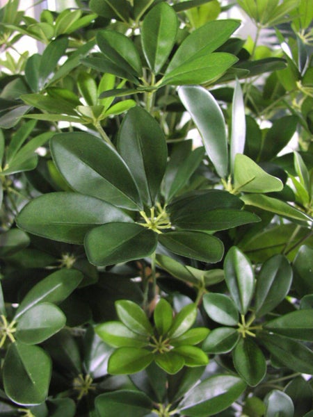 Nahaufnahme der Blaetter einer Schefflera Zimmerpflanze mit faecherartig angeordneten Teilblaettern.