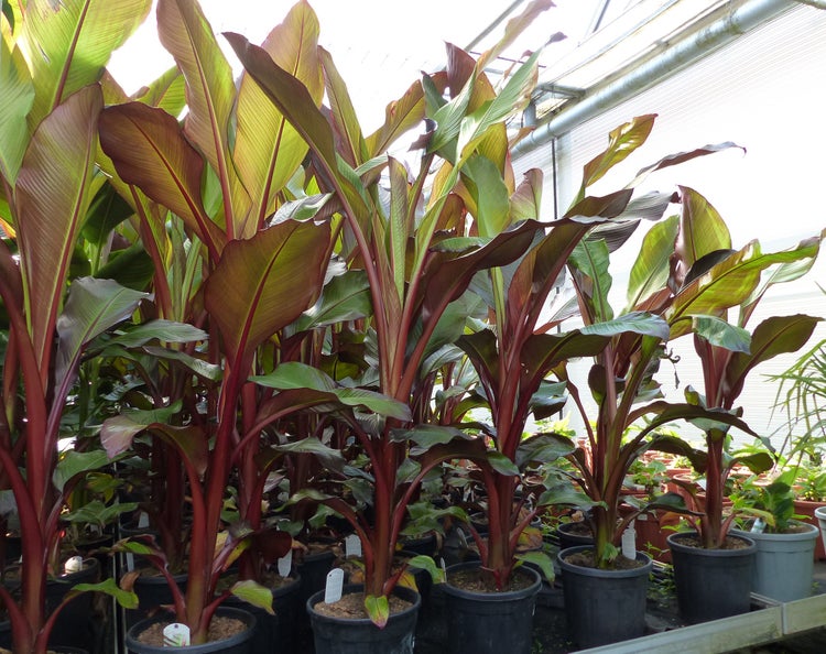 Ensete ventricosum Maurelii Bananenpflanzen in Kunststofftoepfen in einem Gewaechshaus