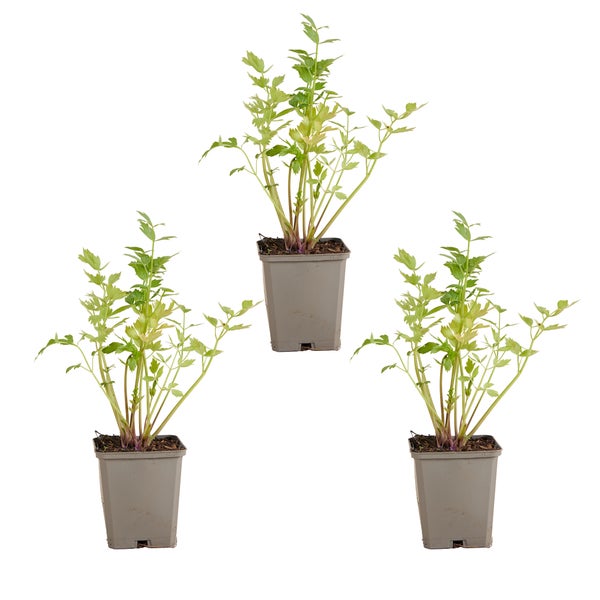 Liebstöckel und Schnittlauch im Kräutergarten