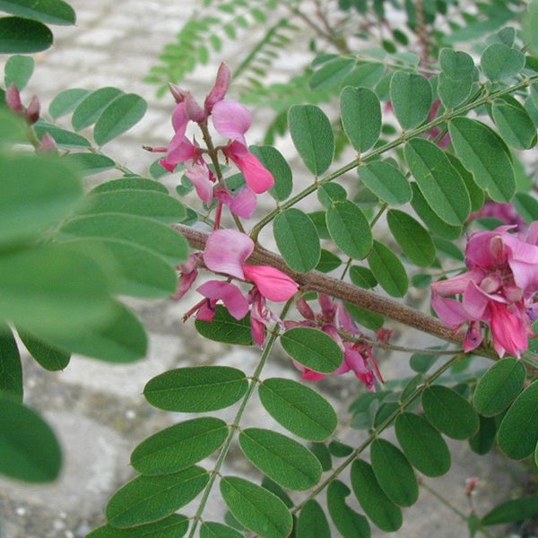 Zweig einer Robinie mit Blättern und Blüten