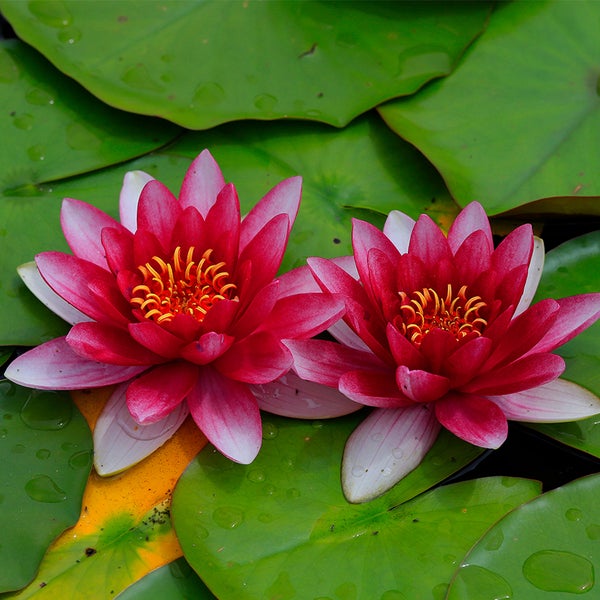 Zwei blühende Seerosen Nymphaea auf Seerosenblättern im Teich.