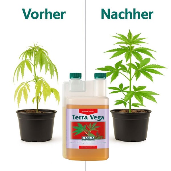 Vergleichsbild vor und nach der Anwendung von Canna Terra Vega Pflanzendünger für kräftiges Pflanzenwachstum in Topfkultur.