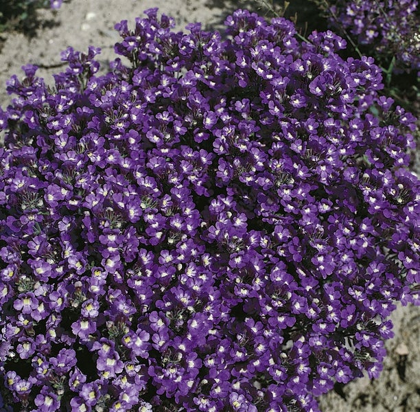Chaenarrhinum origanifolium 'Blue Dream', blau, ca. 9x9 cm Topf