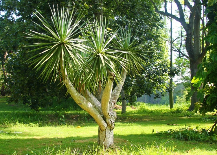 SAFLAX Garden to go - Drachenbaum - Dracaena Draco - 5 Samen - Mit Topf, Klima - Deckel und Anzuchtsubstrat