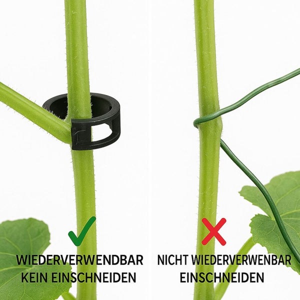 Vergleich: Pflanzenstützclip ist wiederverwendbar und schneidet nicht ein, Draht ist nicht wiederverwendbar und schneidet ein.
