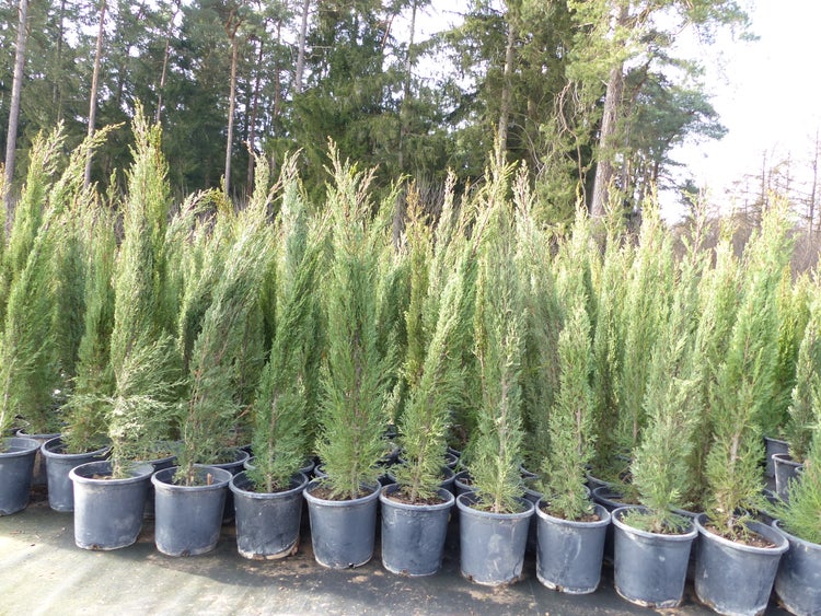 2x Mittelmeerzypresse 130 - 160 cm Säulen Toskana Zypressen Zypresse Cupressus Semper